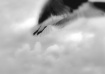 Release