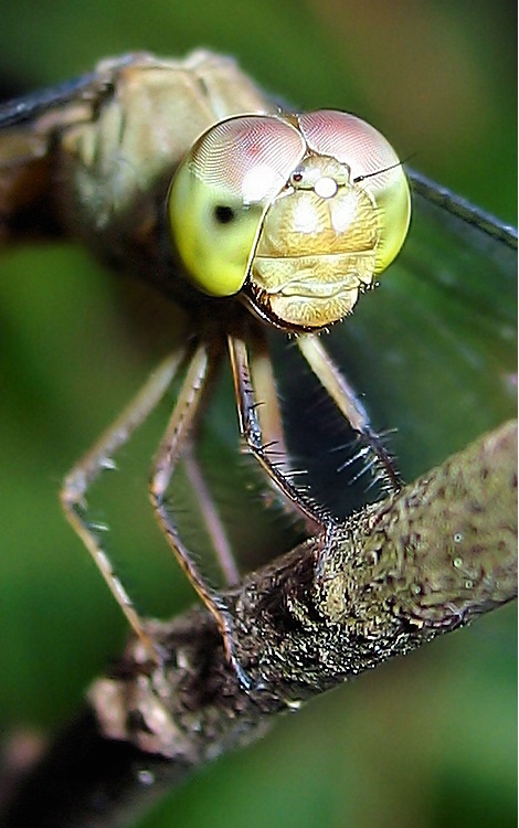 "Dragonfly Portrait"
