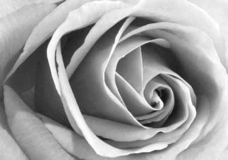Rose in Black and White
