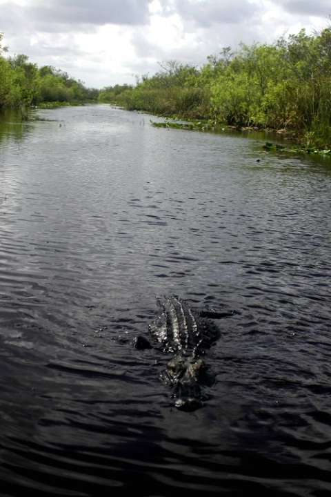 Everglade's Aligator