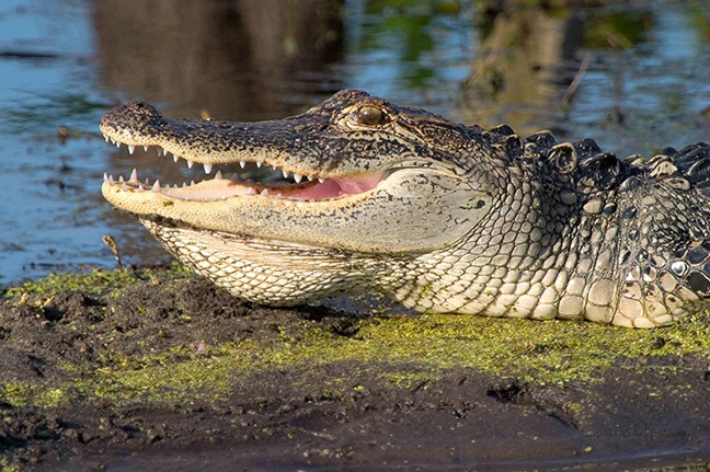 Alligator - ID: 1865343 © Jeff Gwynne