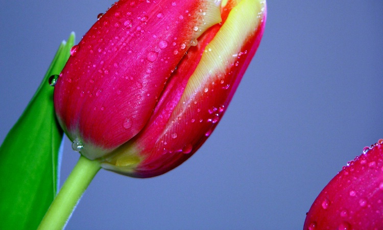 Tulip with drops