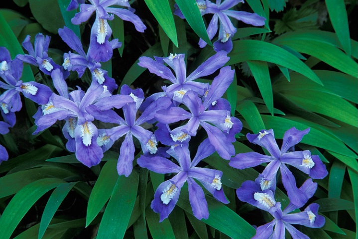 Dwarf Crested Iris, Tennessee