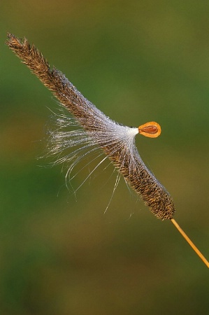 Milkweed Seed on Orchard Grass, Maine