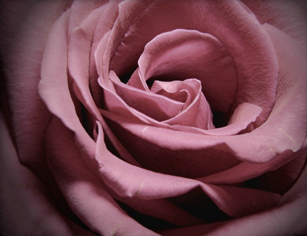 Fading Rose