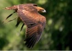 Hunting