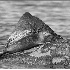 © Frederick A. Franzella PhotoID # 1869699: A Seal At Montauk Point
