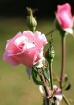 Think Pink