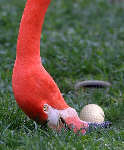 Flamingo Golfer