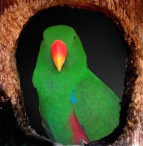 The Green Parrot
