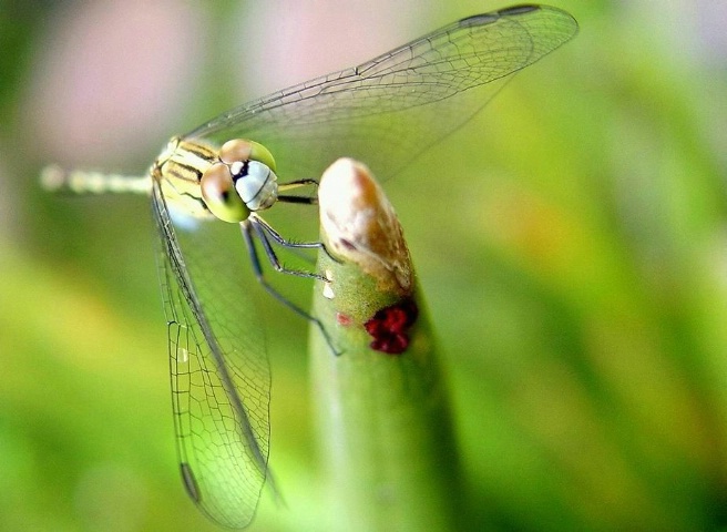 Green dragonfly