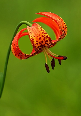 Turk's Cap Lily