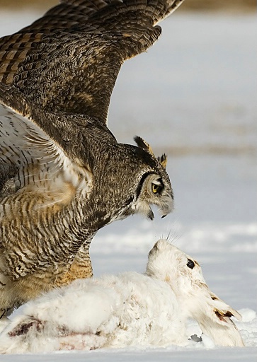 Great Horned Owl  In your face