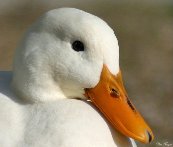 White Duck