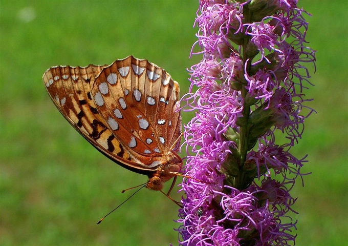 Butterfly on Liatris vertical