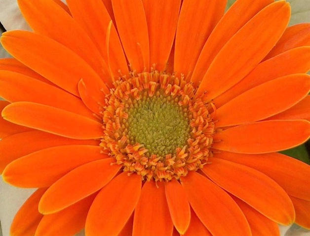 Gebera Daisy Orange