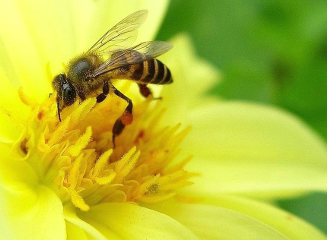 Bee