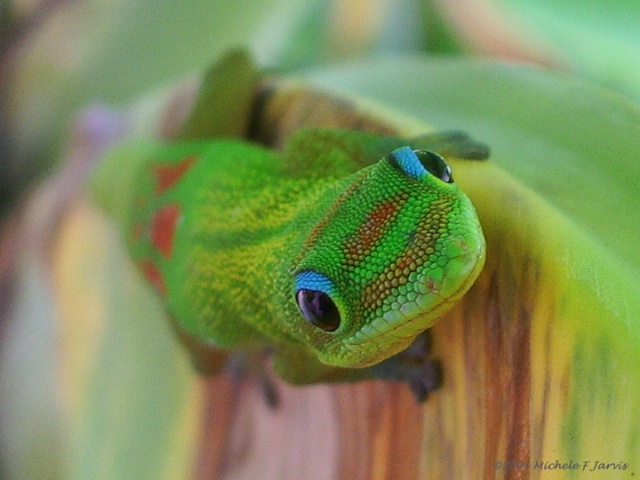 Gecko Curiosity