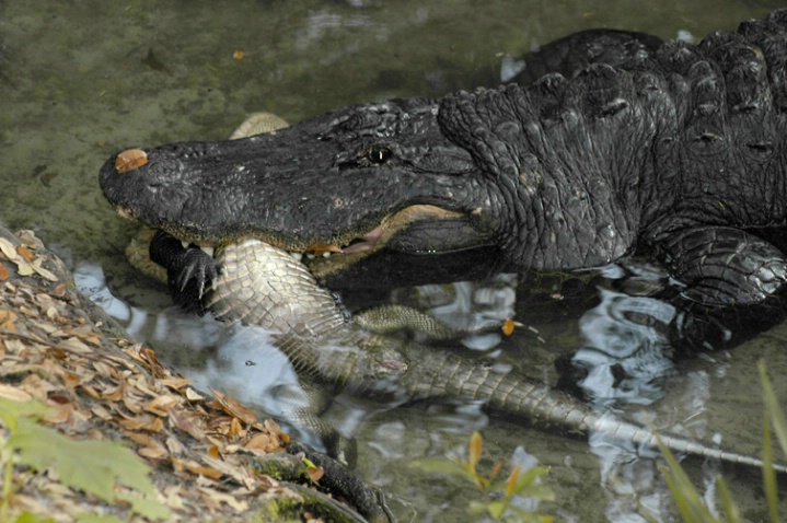 cannibal - ID: 1880497 © Michael Cenci