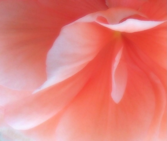 Pink Begonia 1