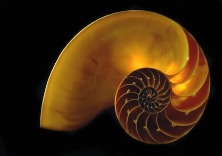 Nautilus