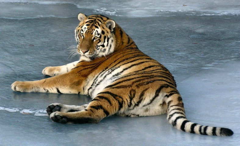 Tiger On Ice
