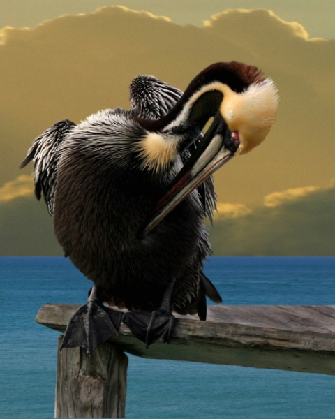 Brown Pelican - SSC