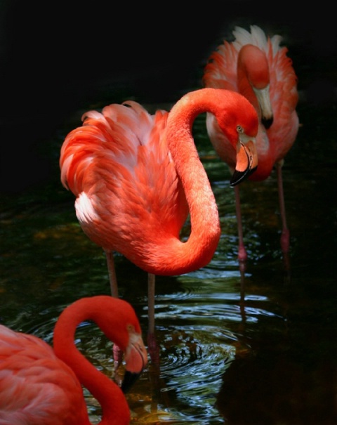 Pink Flamingos