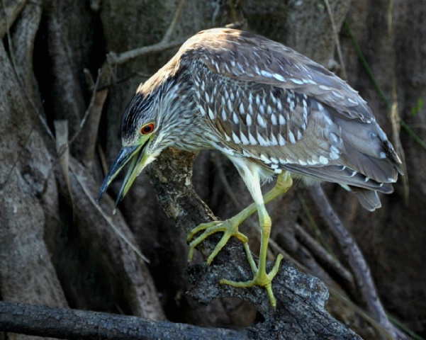 Black Crowned Night Heron