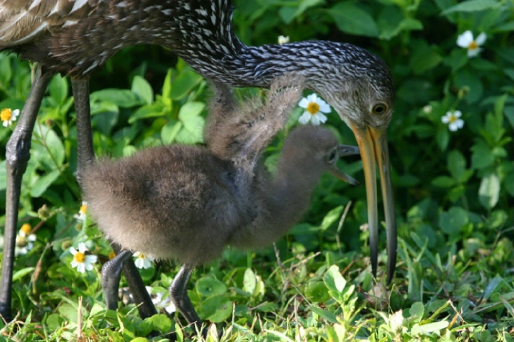 Limpkin - SSC