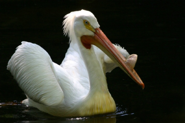 American White Pelican