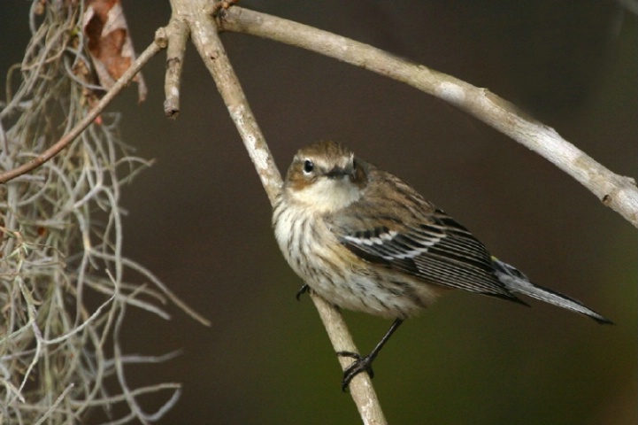 Yellow Rumped Warbler