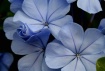 Blue Blossoms