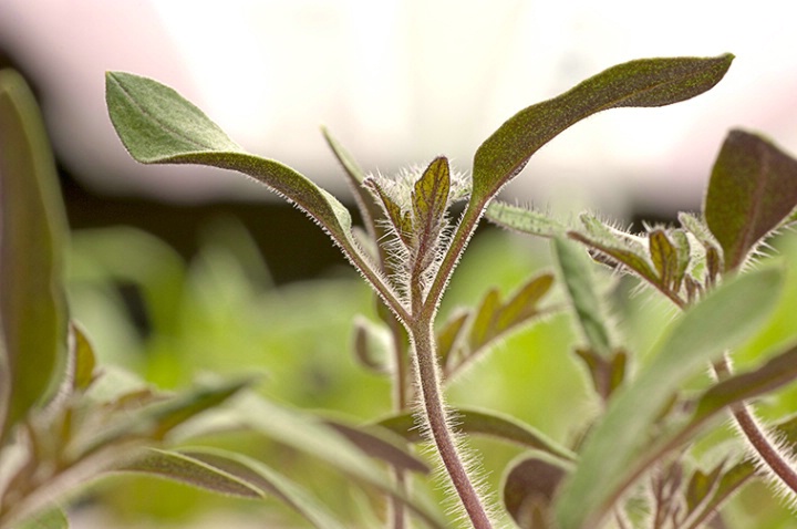 Tomato Seedling - ID: 1883451 © Carolina K. Smith