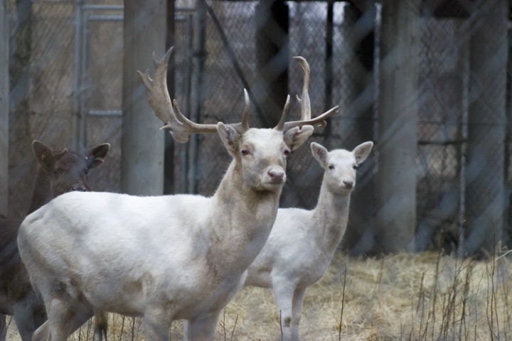 Formosan Deer in Captivity--"After"