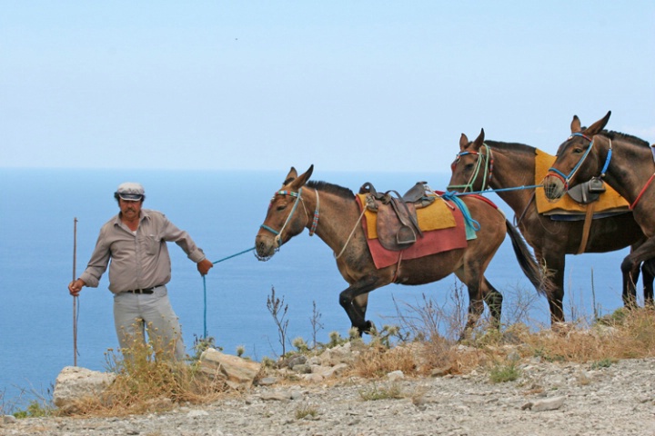 Mule ride