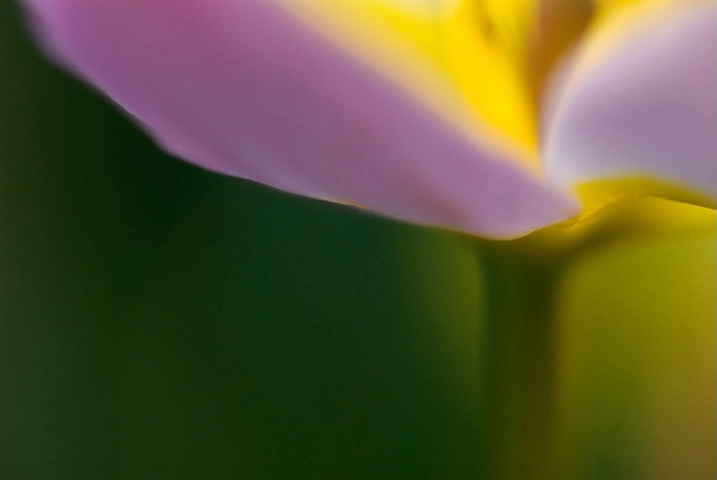 Tulip Impression