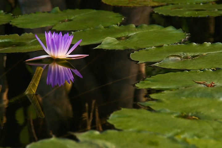 Lilypad Lane