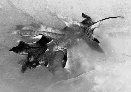 Leaf in Ice