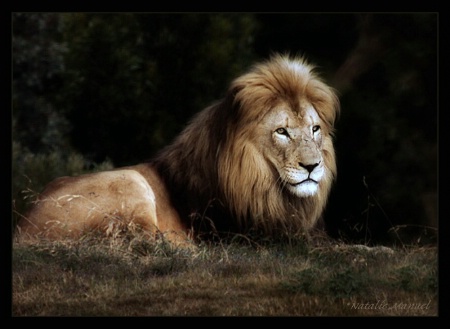 The Lion