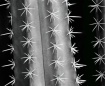 Cactus Stars