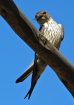 Swallow