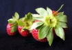 Red Berries