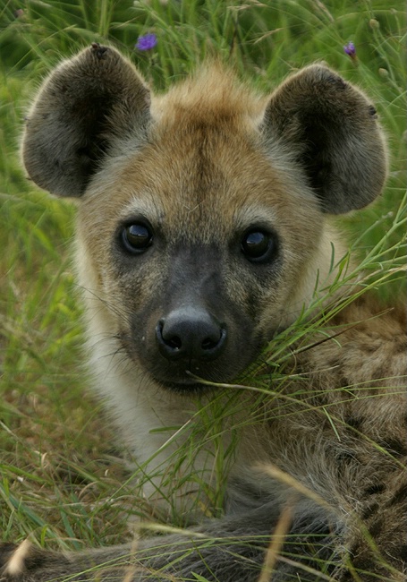 Hyena Puppy