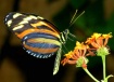 Two Orange Beauti...