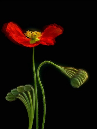 Red poppy and buds