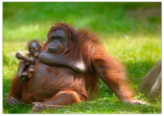 orangutan(2)