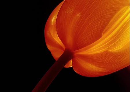 ~ Glowing Tulip ~