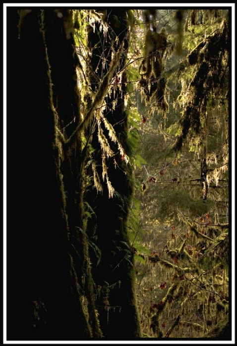 forest trails 2 - ID: 1893016 © Stuart May