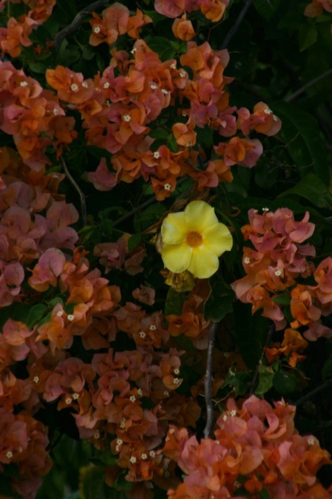 Caribbean flowers